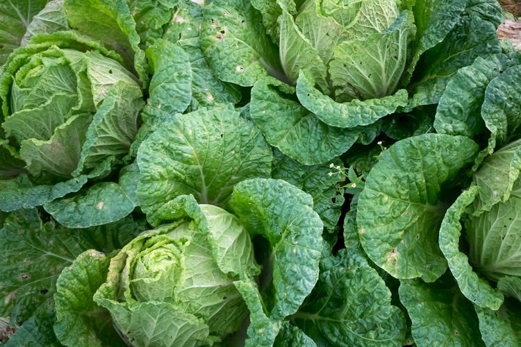 Bunch Of Bok Choi