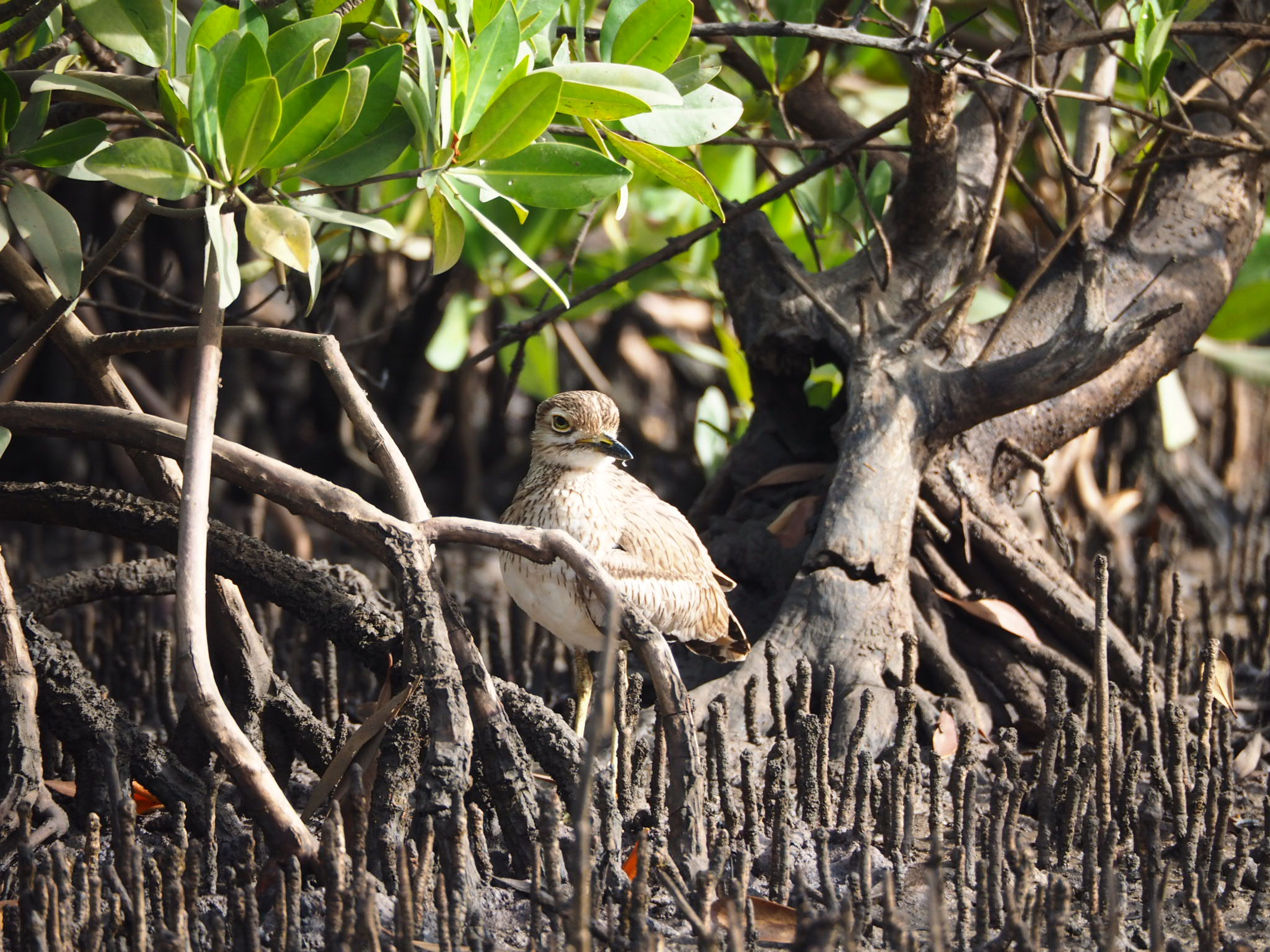 Eurasian Stone-Curlew with striking eyes camouflaged within its mangrove forest habitat.