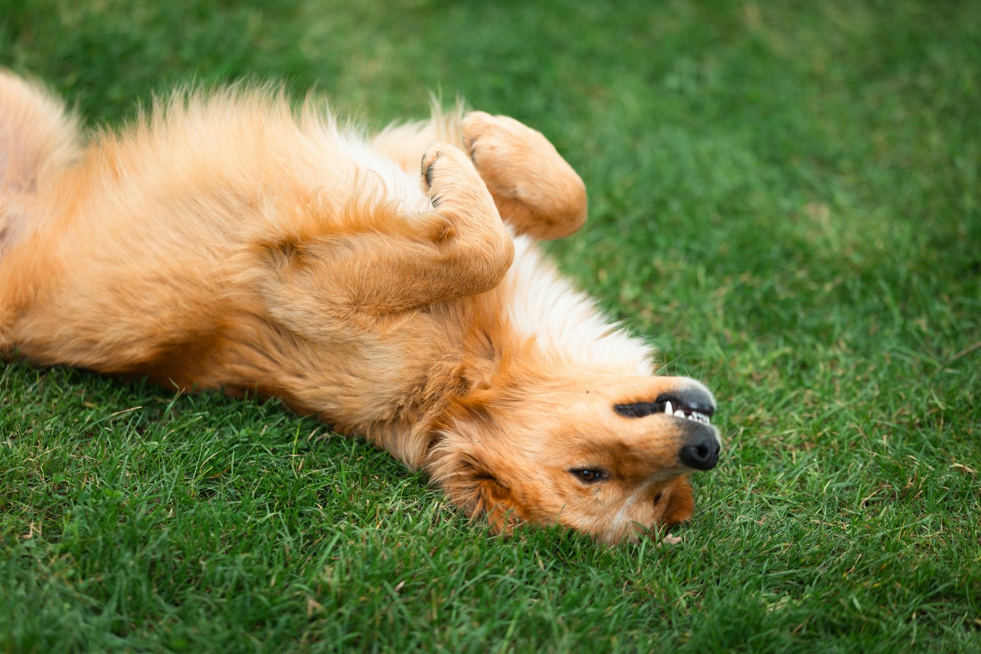 Dog Lying Down in Grass