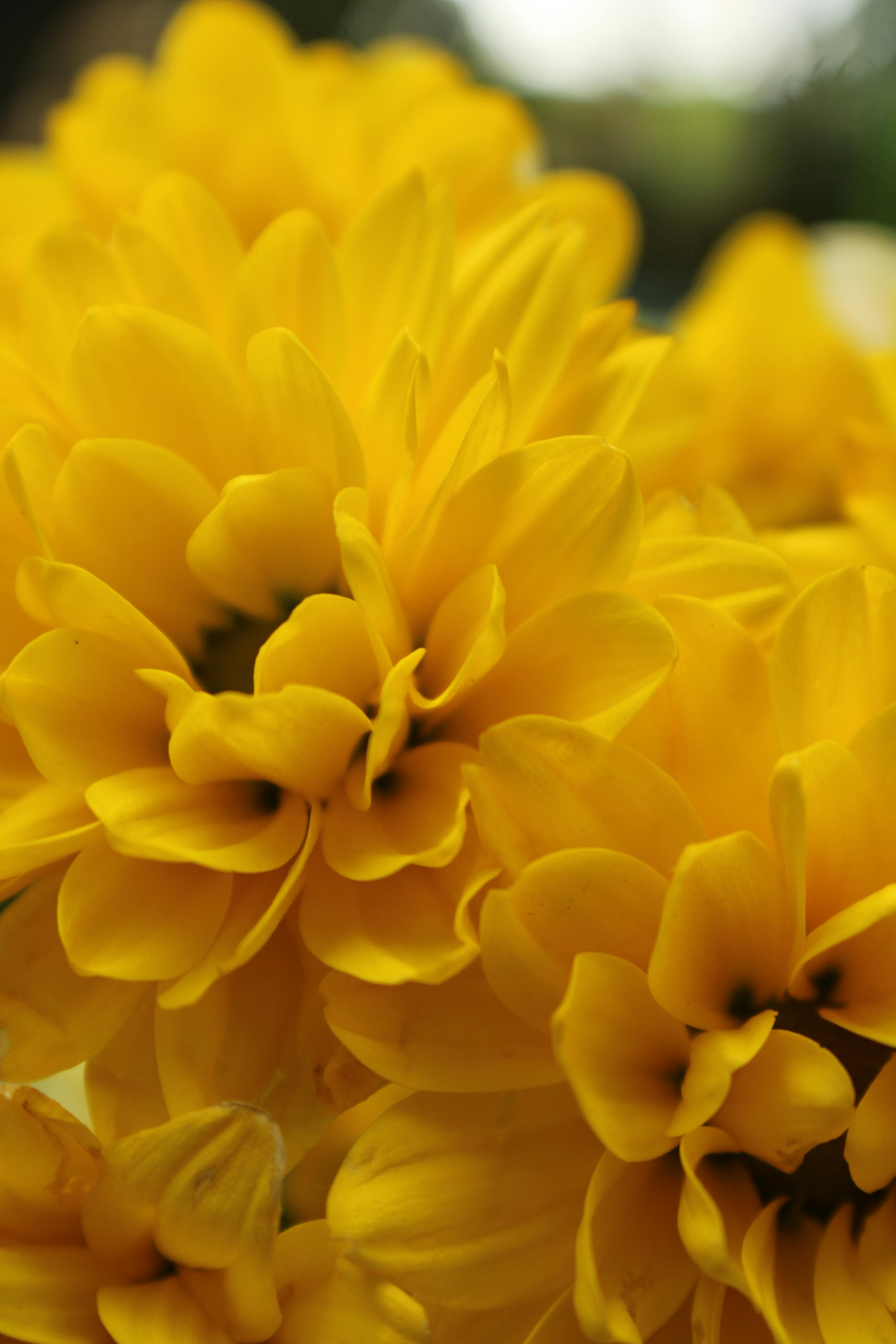 Close-up of vibrant yellow chrysanthemum flowers showcasing delicate petals in a natural setting.