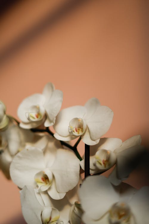 White orchids in a vase with a pink background