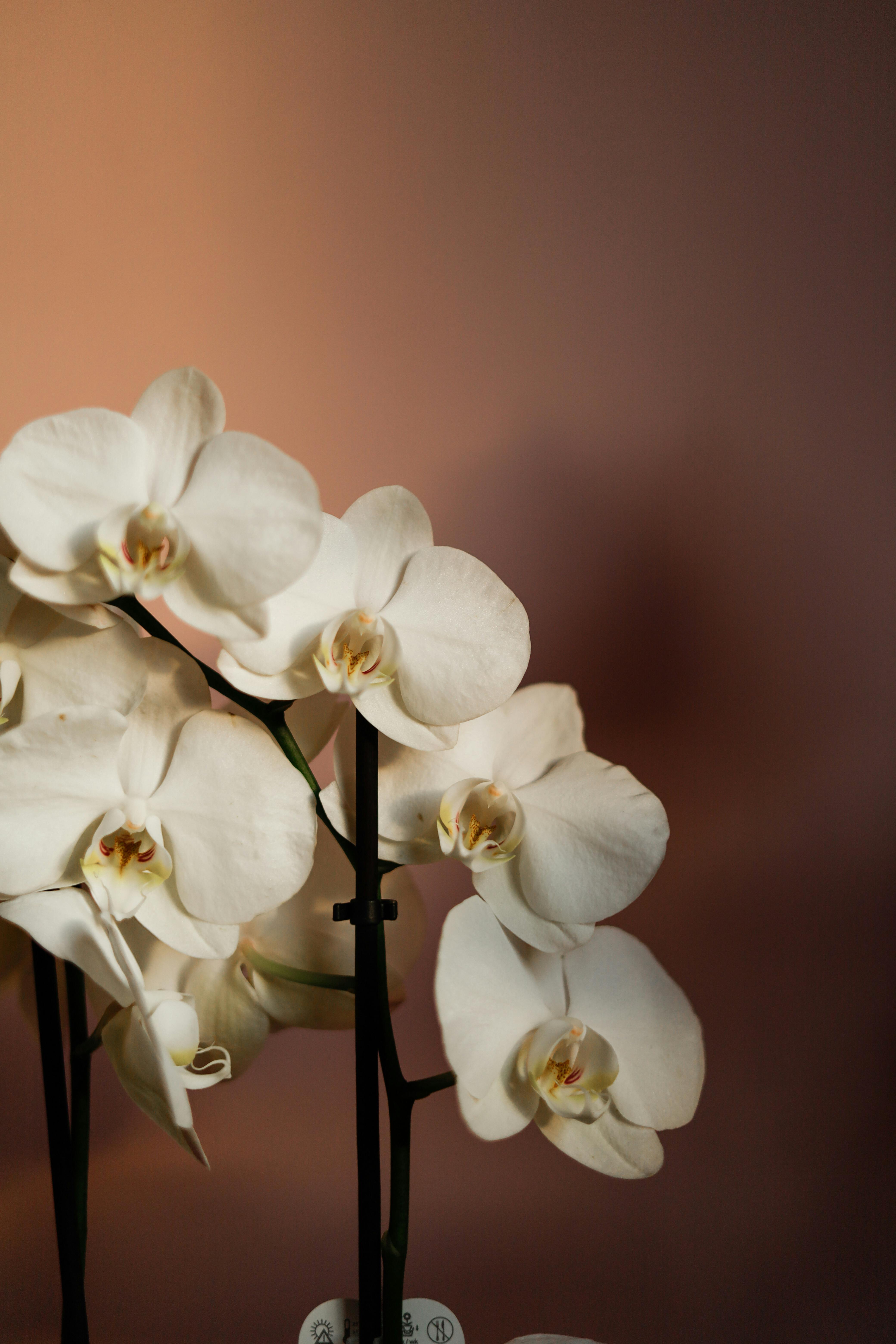 A stunning close-up of white orchids against a soft pink background, highlighting their delicate petals.