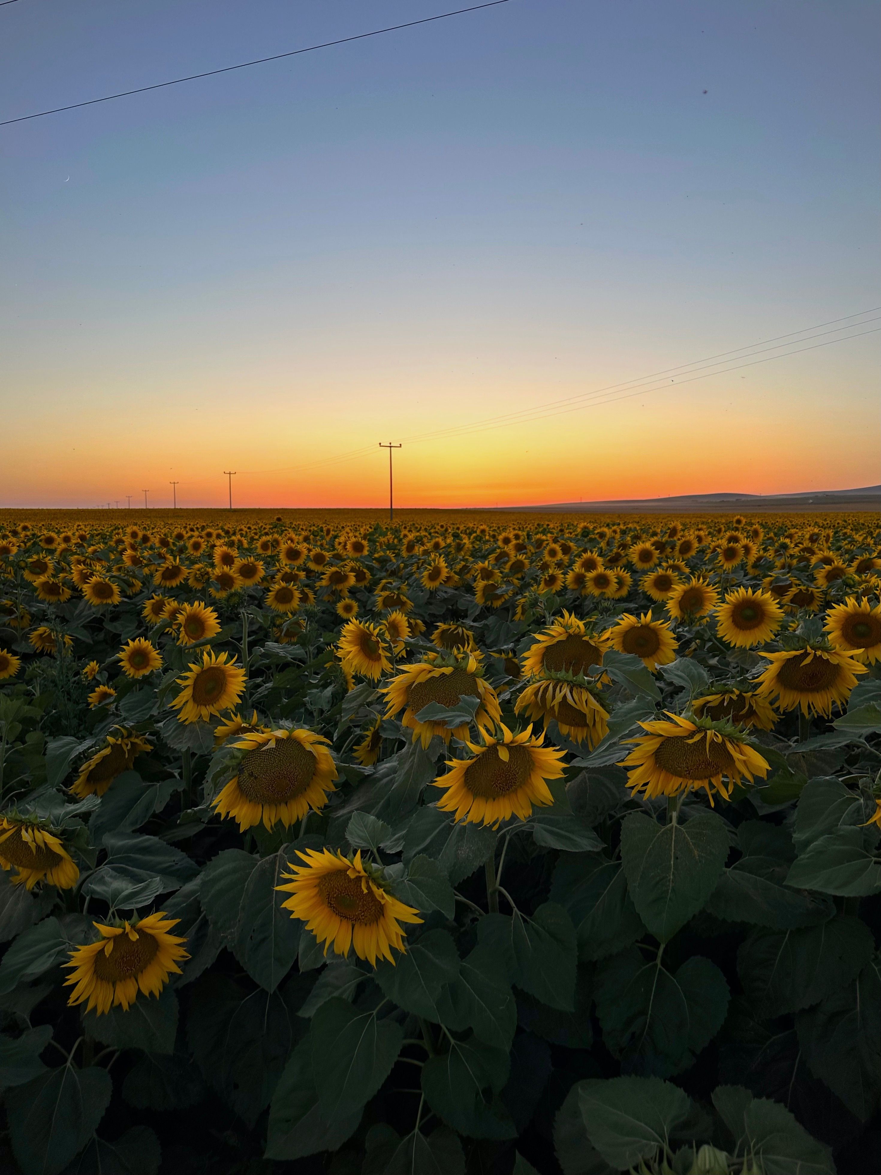 Sunflowers on a Field During Sunset · Free Stock Photo