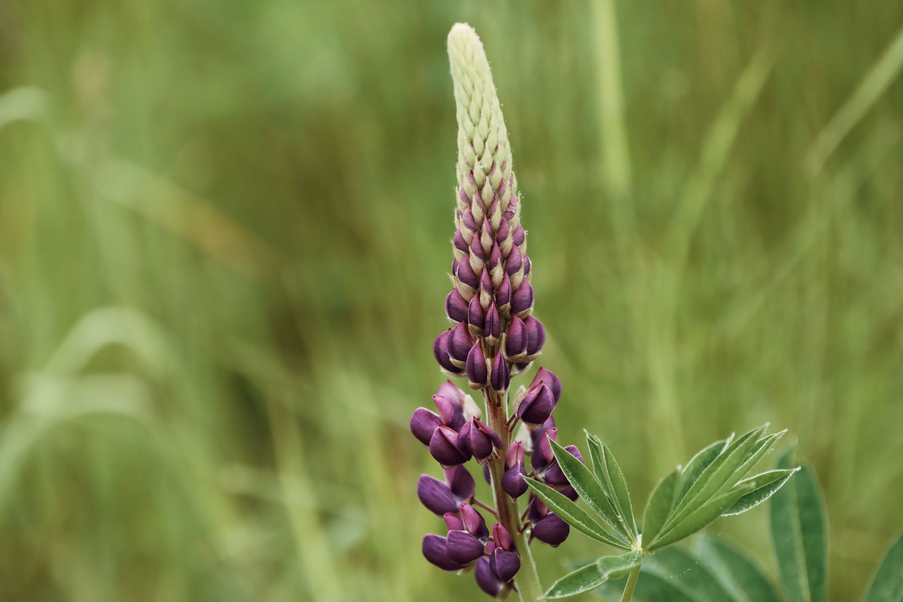 Purple lupine flowers blooming in a green field Purple lupine flowers blooming in a green field