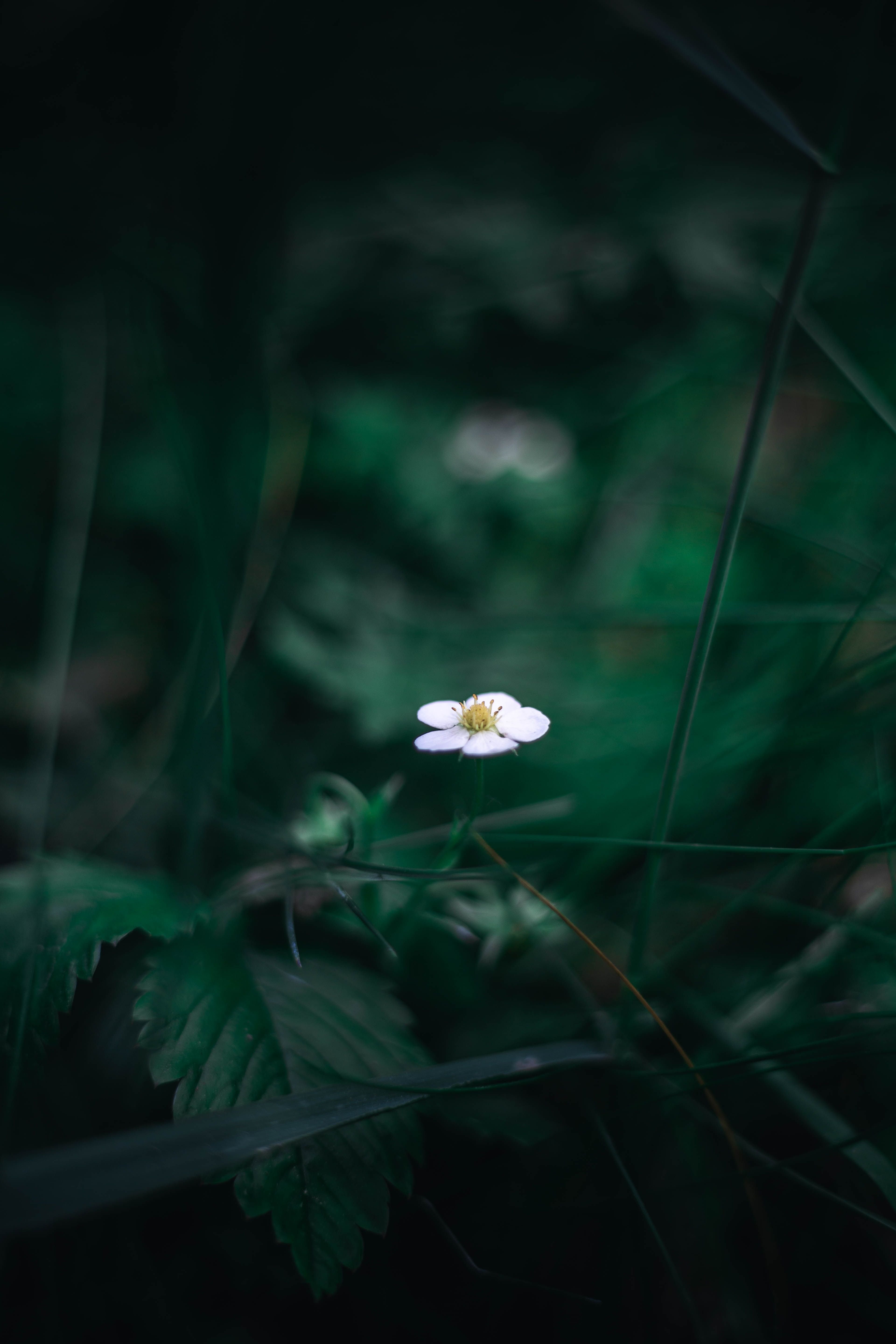 White Flower of Wild Strawberry Plant · Free Stock Photo