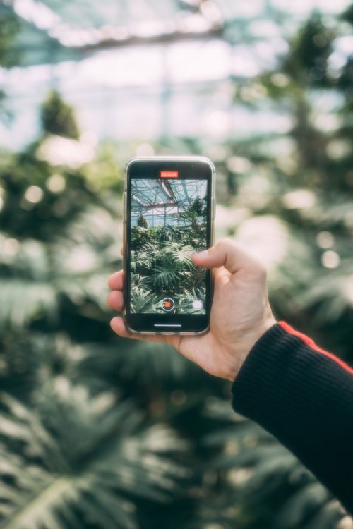 Free A person takes a photo of lush greenery inside a greenhouse using a smartphone. Stock Photo