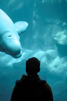 A person observes a beluga whale through the glass at the Georgia Aquarium in Atlanta.