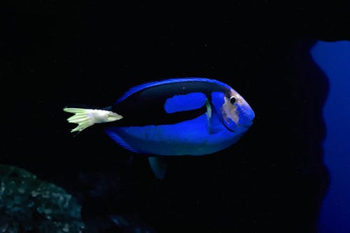 Foto profissional grátis de ambiente marinho, aquário, azul vibrante