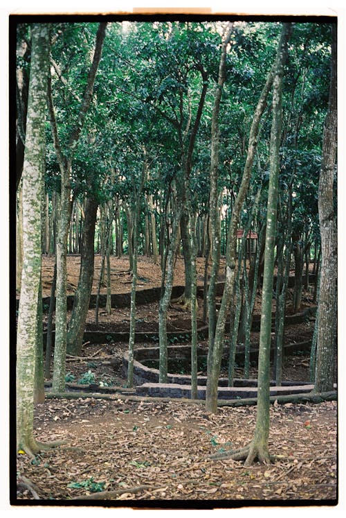Základová fotografie zdarma na téma dřevo, džungle, flóra