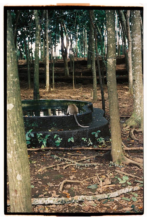 Ingyenes stockfotó dzsungel, esés, fa témában