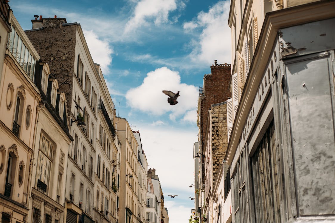 Oiseau Sous Les Nuages Blancs Et Bleus