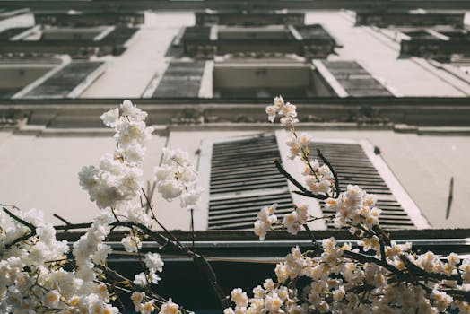Low-angle shot of a Parisian building with cherry blossoms in spring.