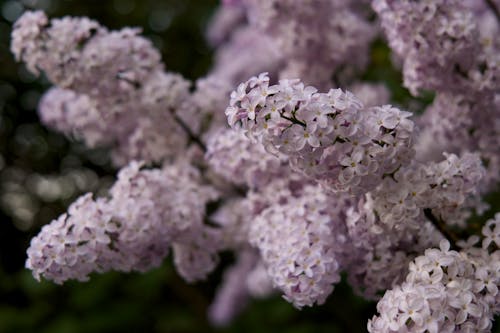 Gratis lagerfoto af almindelig lilla, blomstrende, blomstring