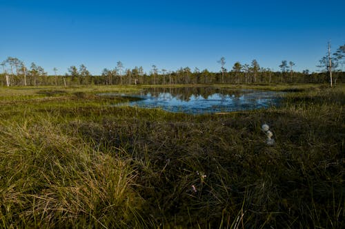 Pond in a marsh