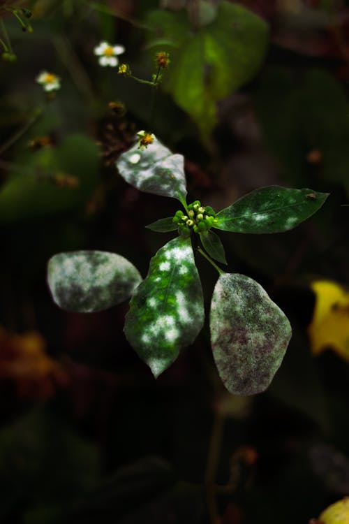 亚美尼亚, 壁紙, 植物摄影 的 免费素材图片