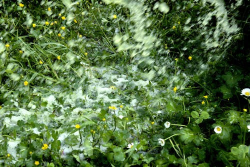 Základová fotografie zdarma na téma bazény, černobílý, evropský zahradní pavouk