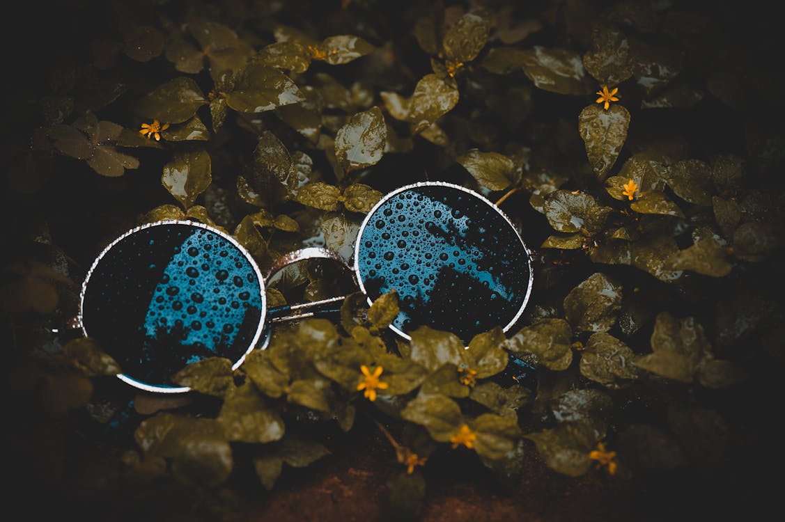 Free Round Grey Framed Black Lens Sunglasses on Yellow-petaled Flower Plants Stock Photo