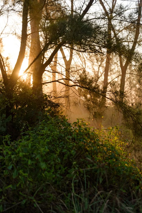 Gratis arkivbilde med busker, natur, skog