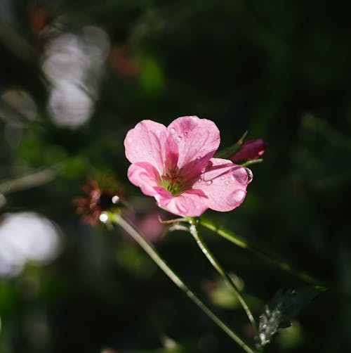 公園, 增長, 夏天 的 免費圖庫相片