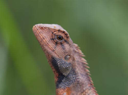 Close-up shot of an oriental garden lizard.