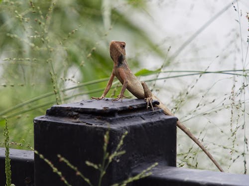 Oriental Garden Lizard perched on a post.