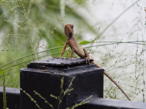 lizard photo