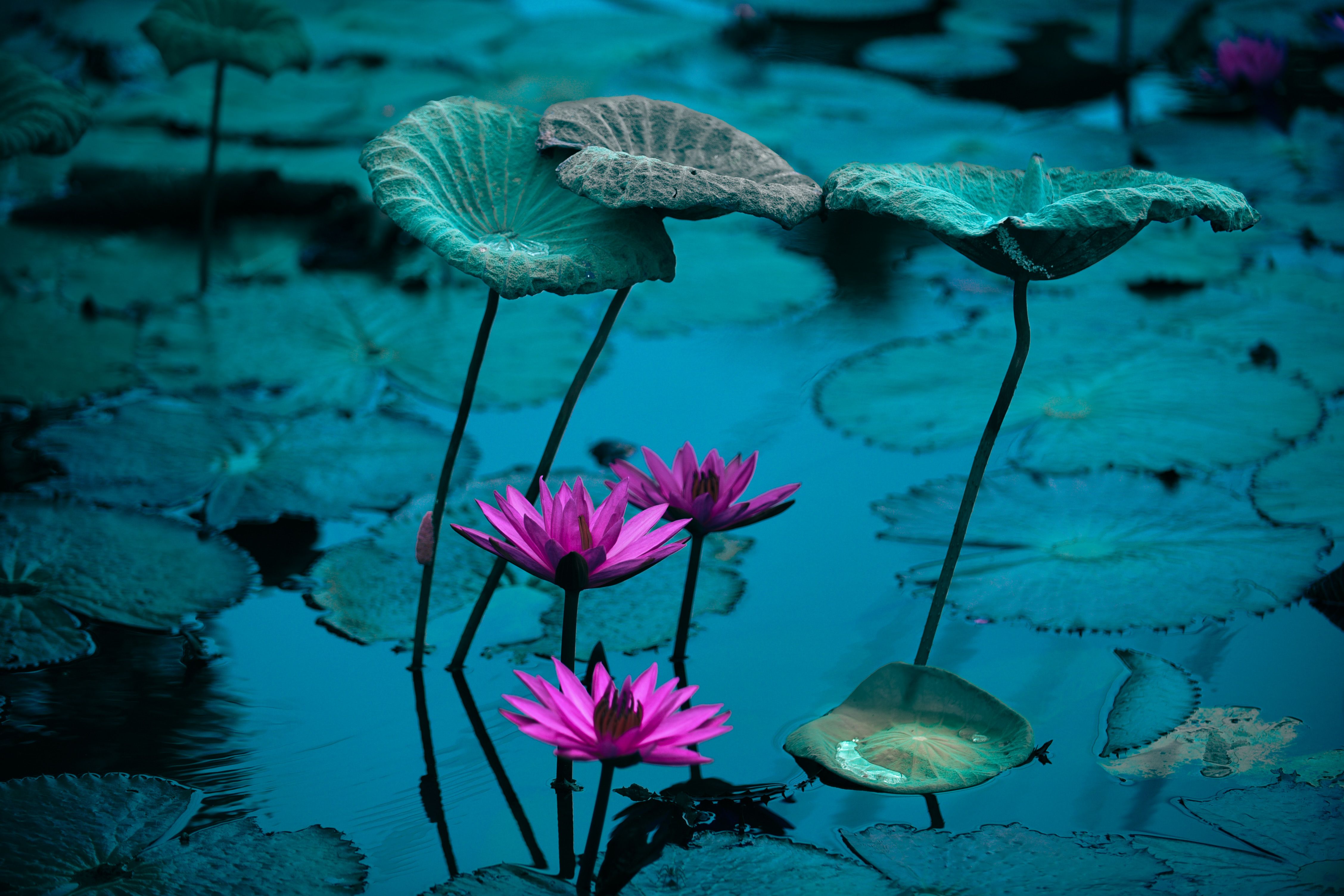 Selective Focus of Lotus and Water Lily Leaves · Free Stock Photo