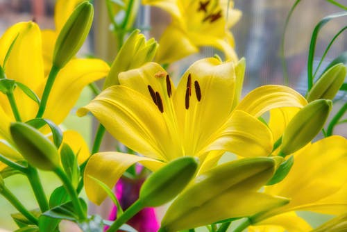 Kostenloses Stock Foto zu blühende blumen, gelbe lilie, lilie