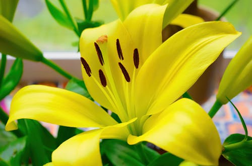 Kostenloses Stock Foto zu blühende blumen, blütenblätter, gelbe lilie