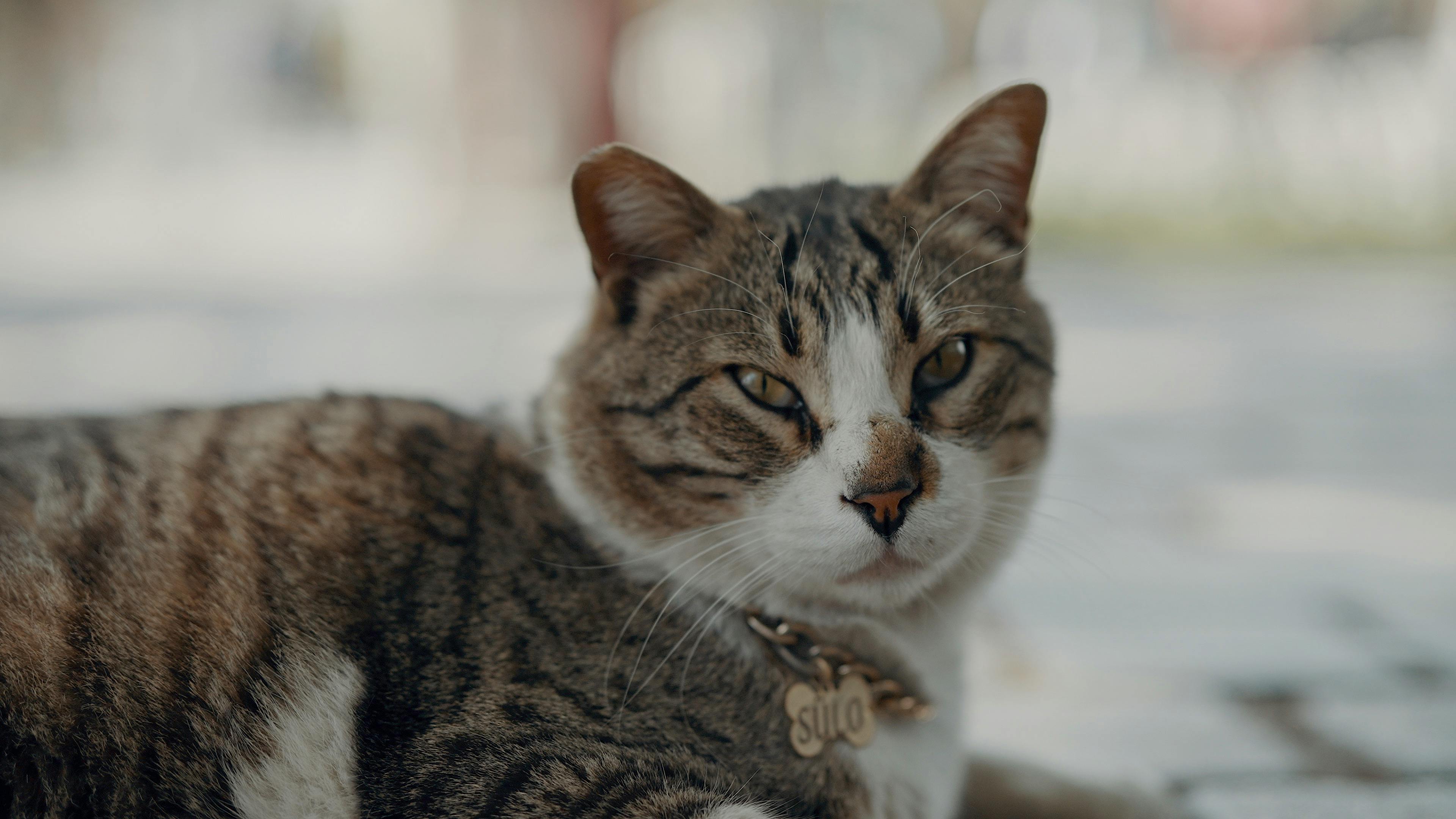 A serene tabby cat lying down, enjoying a day outdoors in İstanbul.