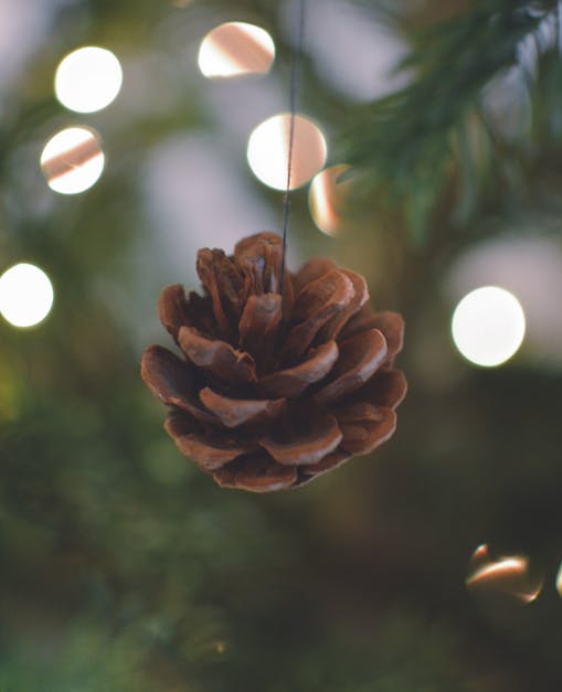 Free stock photo of christmas, cone, festival