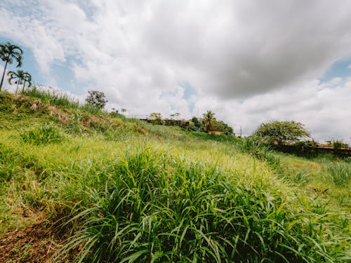 Foto stok gratis ciudad de panama, hijau, kota panama