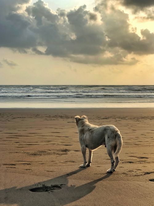 Free A lone dog gazes at the sea on an Indian beach under dramatic sunset clouds. Stock Photo
