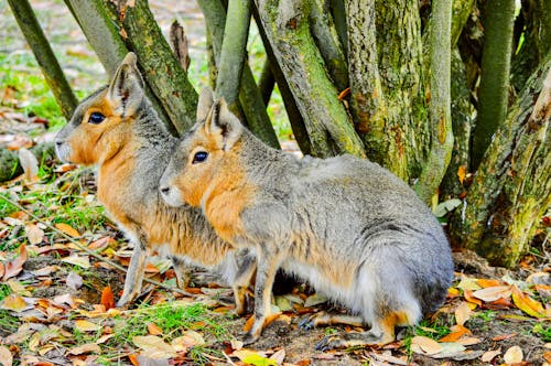 Ingyenes stockfotó állat, patagonian mara, természet témában