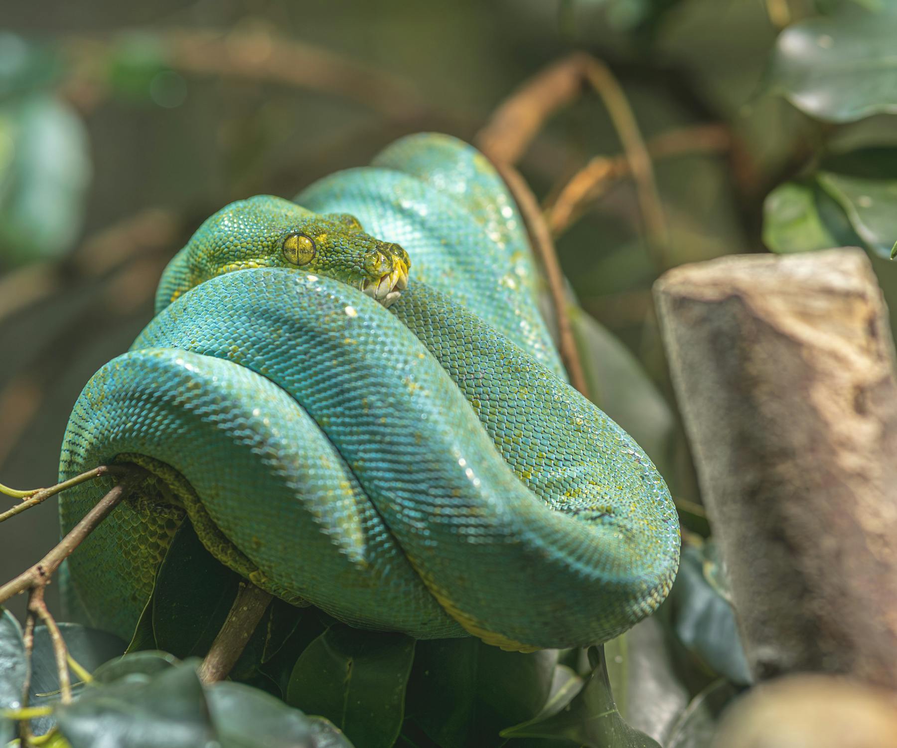 Green Tree Python Hanging on a Branch · Free Stock Photo