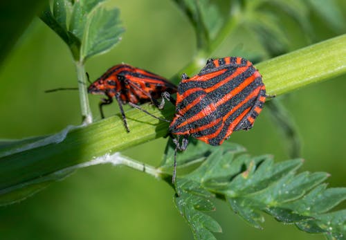 Foto stok gratis alam, antena, beetle
