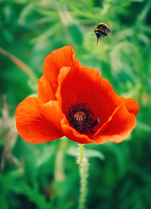 A bee flies over a red poppy flower