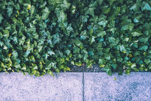 Free Green Leafed Plants  Stock Photo