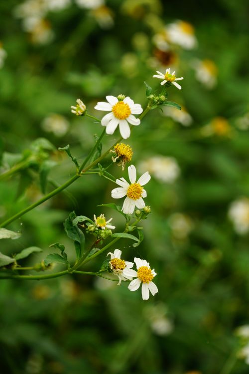 Free A close-up of white chamomile flowers blooming in a lush green meadow. Stock Photo