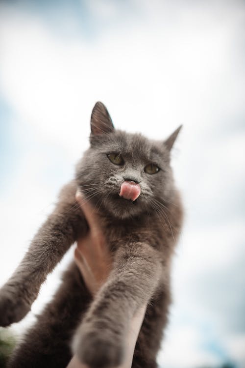 A grey cat with tongue hanging out