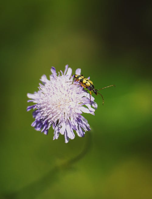 A bug on a purple flower with green background