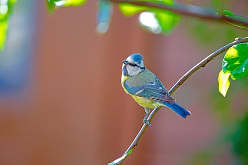 Kostenloses Stock Foto zu blaumeise, kleiner vogel, meise