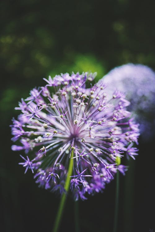 A purple flower with a bee on it