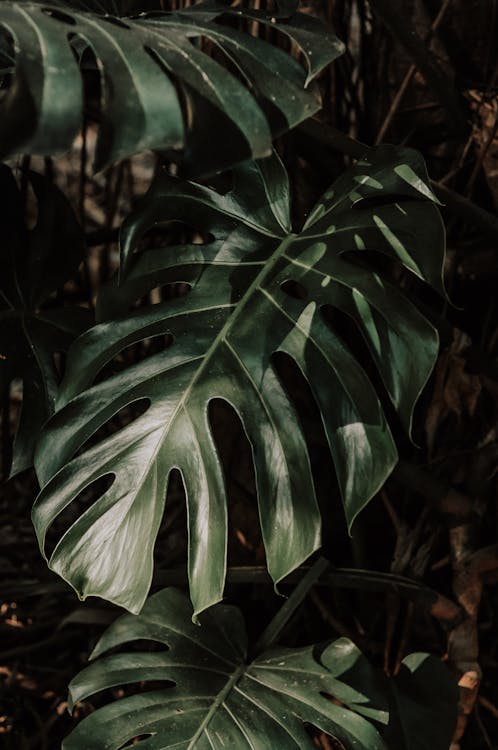 Close-Up Photo of Monstera Plant