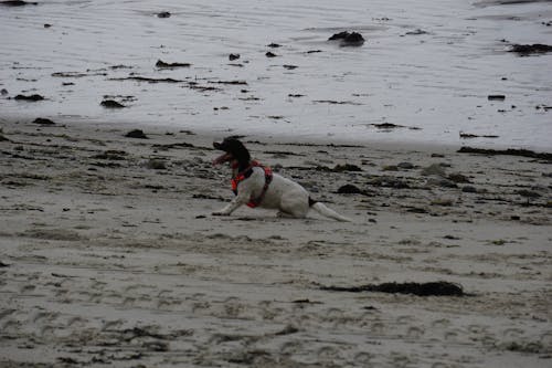 Fotos de stock gratuitas de amante de los perros, arena, canidés