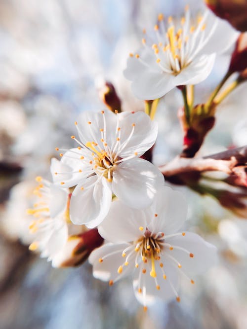 Foto d'estoc gratuïta de flors blanques