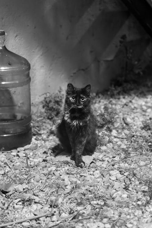 Stray cat in black and white