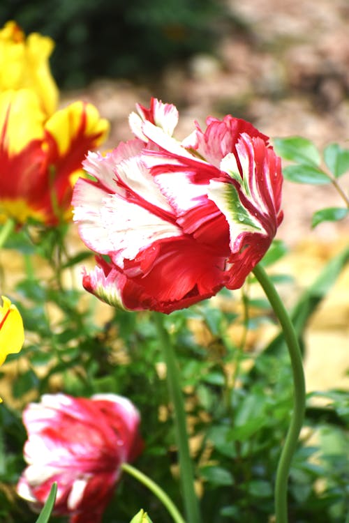 Základová fotografie zdarma na téma biodiverzity, červené tulipány, flóra