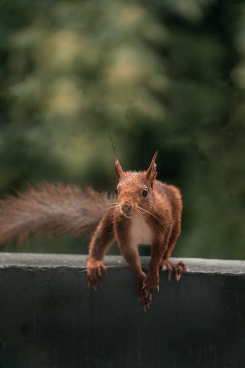 A red squirrel is standing on top of a railing