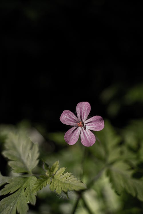 A single flower is shown in the dark